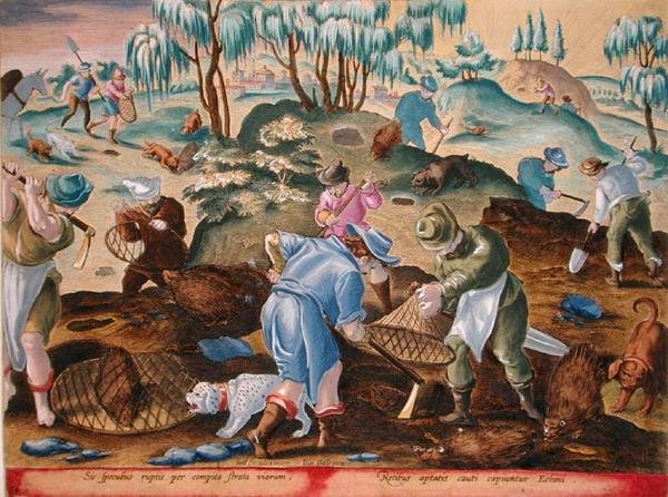 Uitgraven en Vangen van Stekelvarkens, plaat 54 