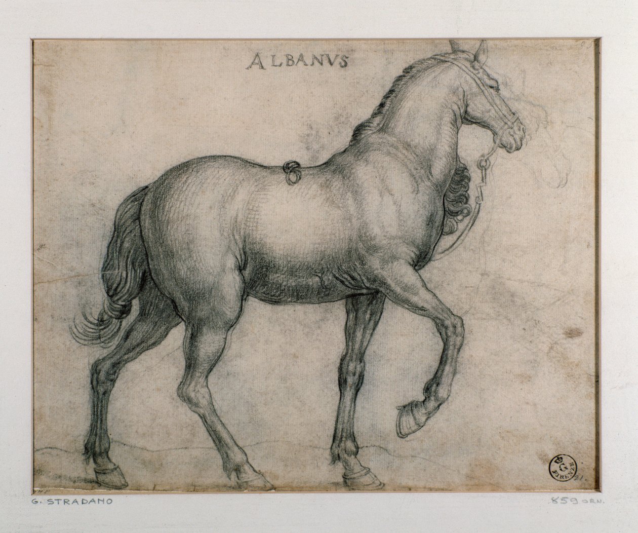 Studie voor een paard door Jan van der Straet