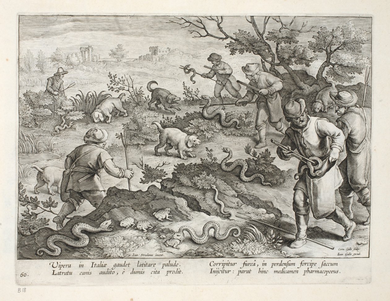 Italiaanse adders die padden eten, plaat 60, illustratie uit 