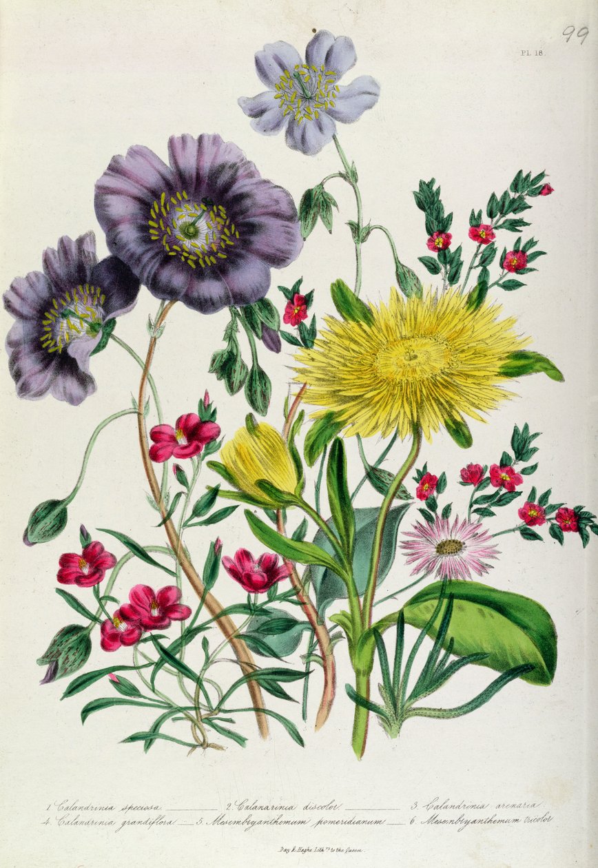 Calandrinia, plaat 18 uit 