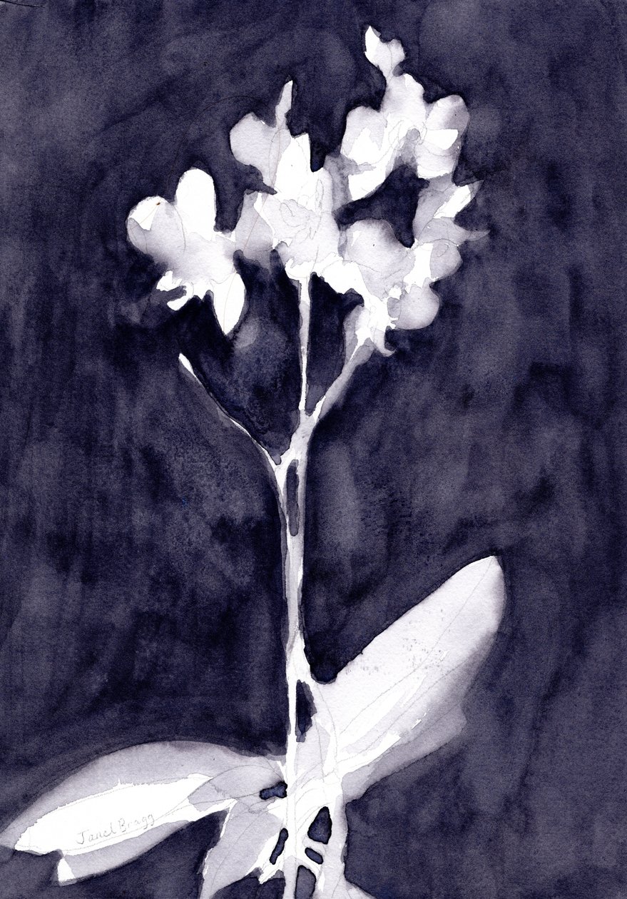 Orchidee impressie in donkerblauw grijs, c. 2019 (aquarel op papier) door Janel Bragg
