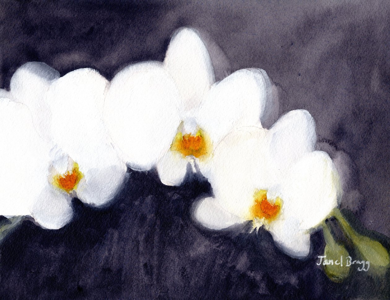 Witte Phalaenopsis Orchidee, c.2021 door Janel Bragg