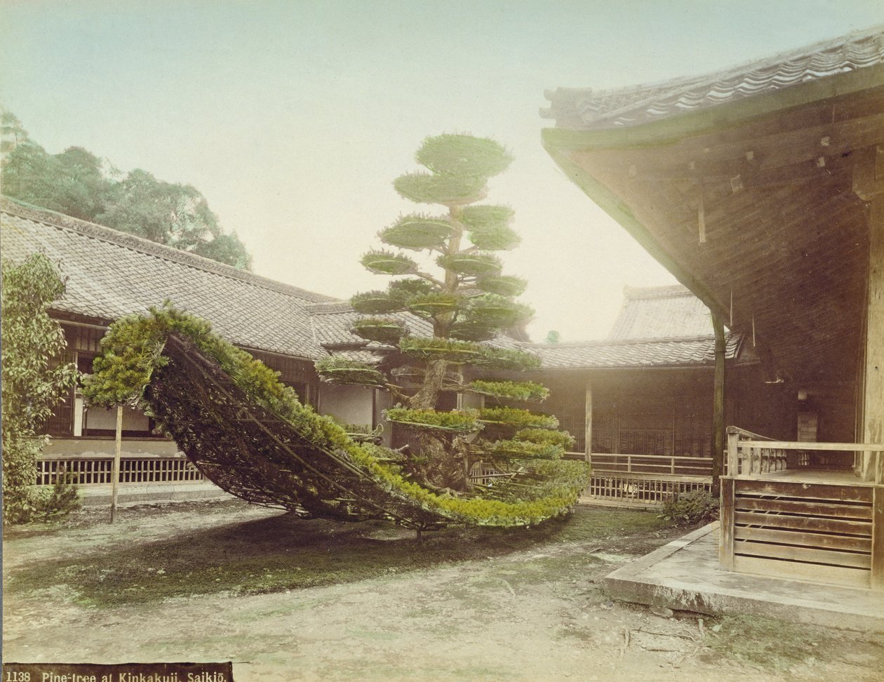 Pijnboom bij Kinkaku-ji, Kyoto, c.1905 door Japanese Photographer