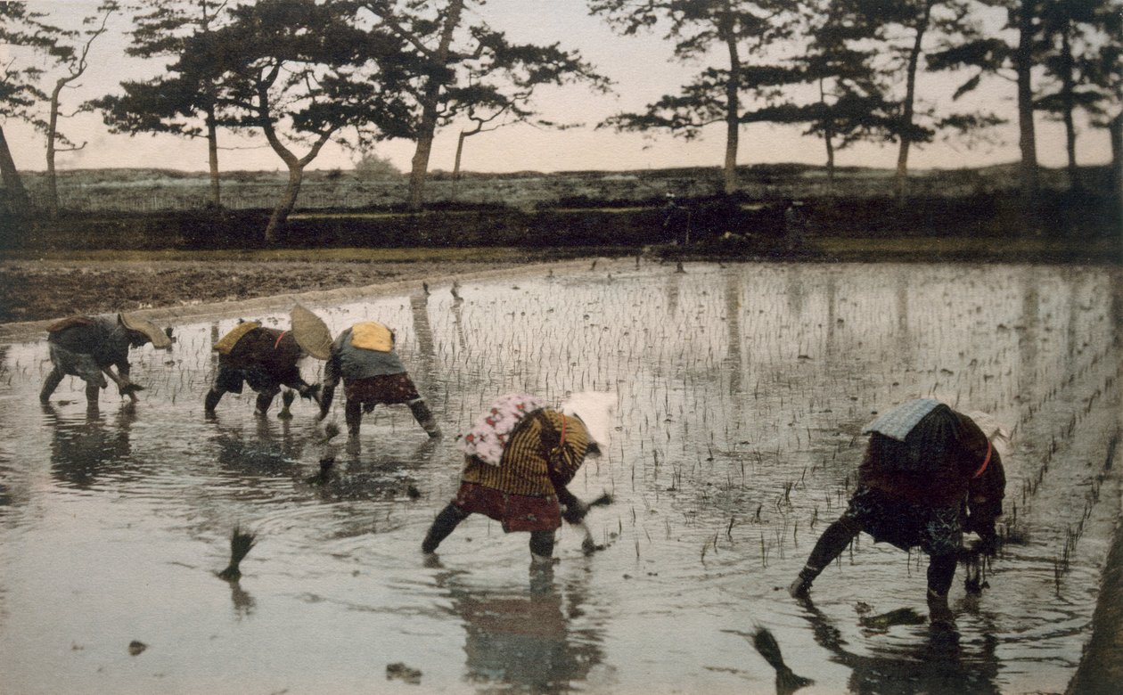Vijf boeren herplanten rijst in een rijstveld, 1890