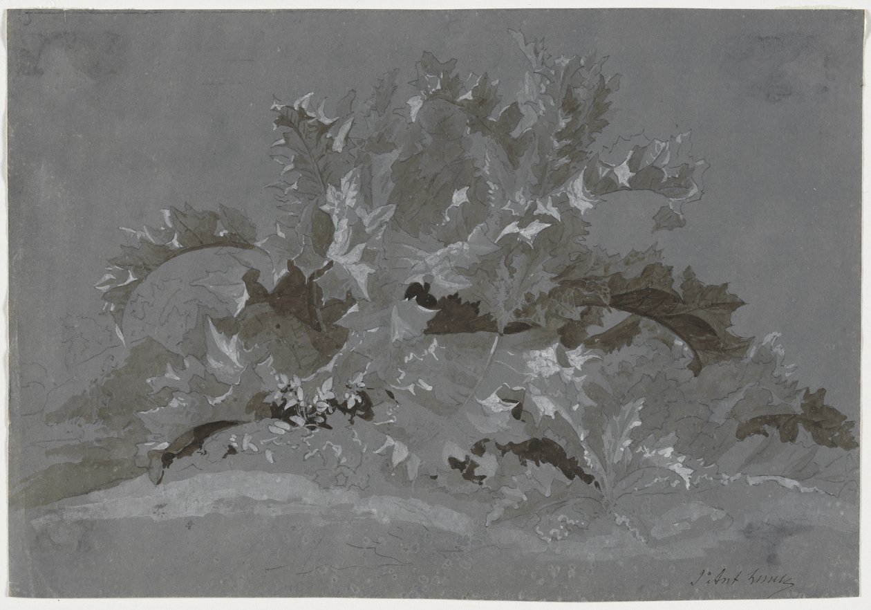Studie van Onkruid door Jean Antoine Linck
