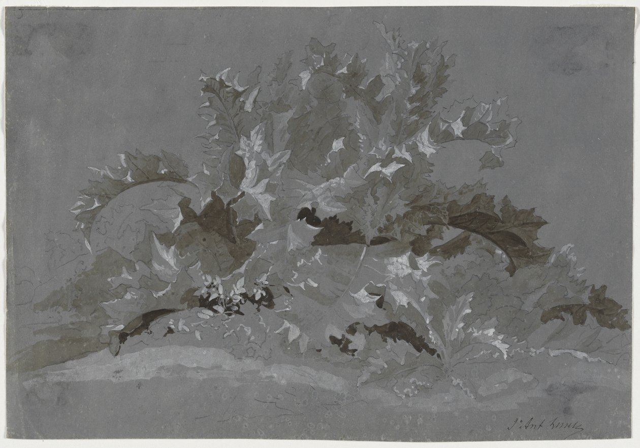 Studie van Onkruid, 1800-1850 door Jean Antoine Linck