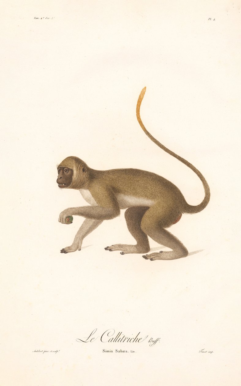 Groene meerkat (Simia Sabaea) door Jean Baptiste Audebert