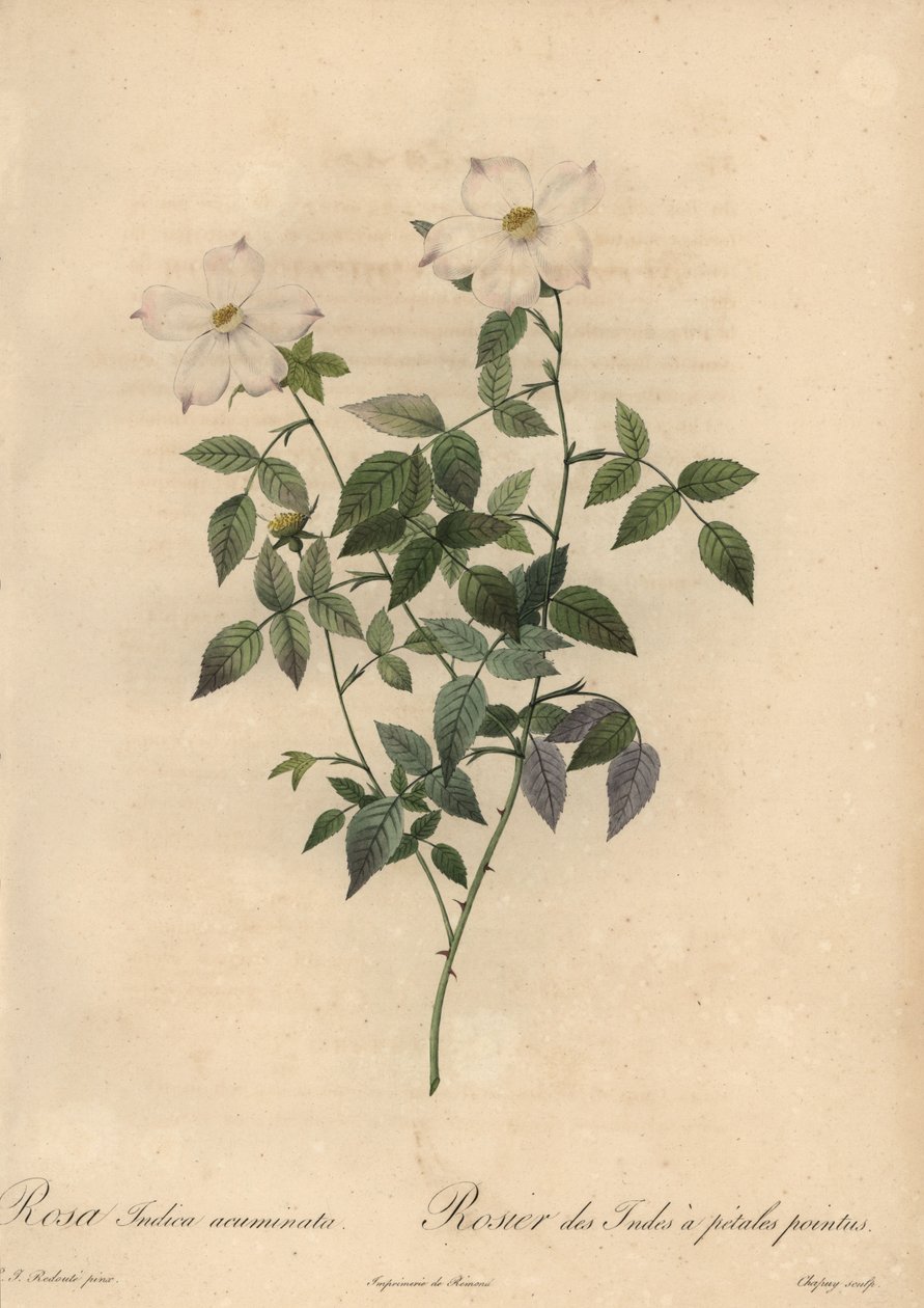 Witte en roze Chinese roos, Rosa chinensis door Jean Baptiste Chapuy