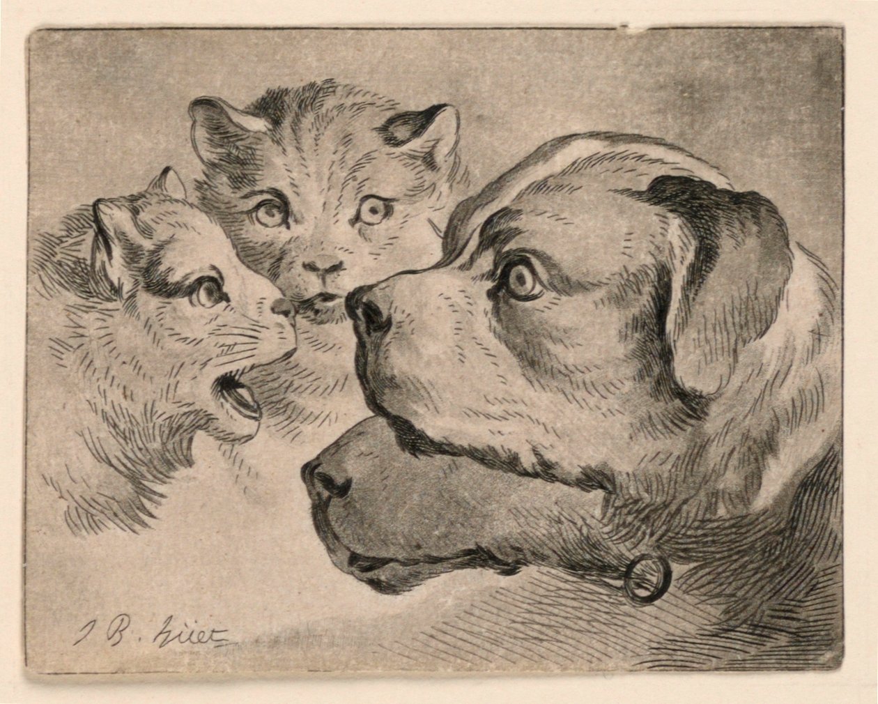 Koppen van katten en honden door Jean Baptiste Huet