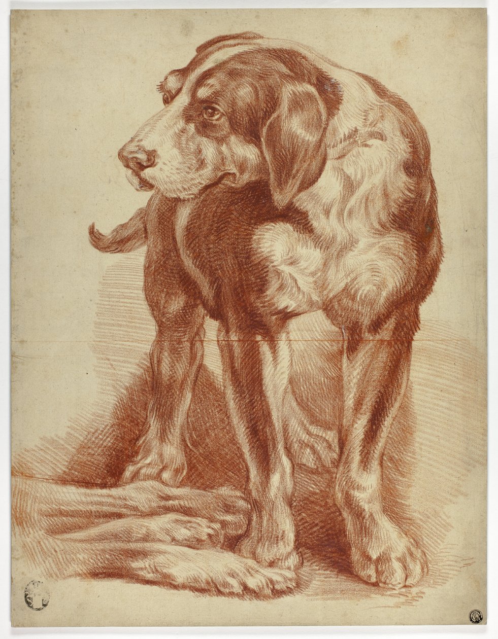 Hound Staand door Jean Baptiste Huet