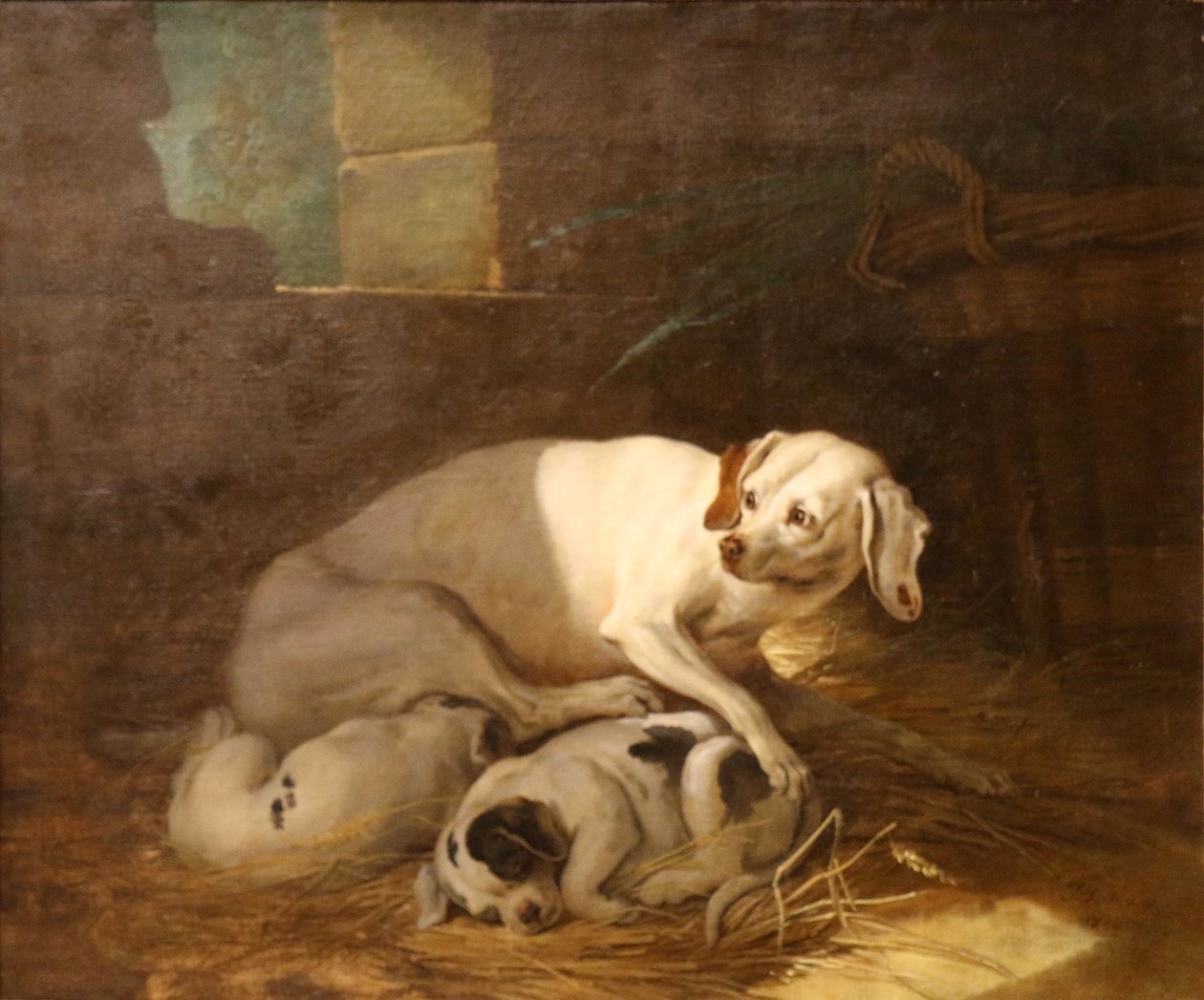 Hond zoogt haar puppy