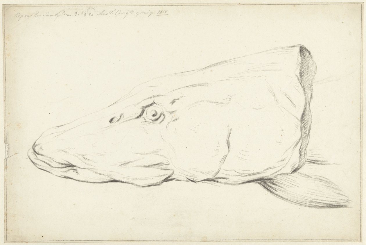 Kop van een snoek door Jean Bernard