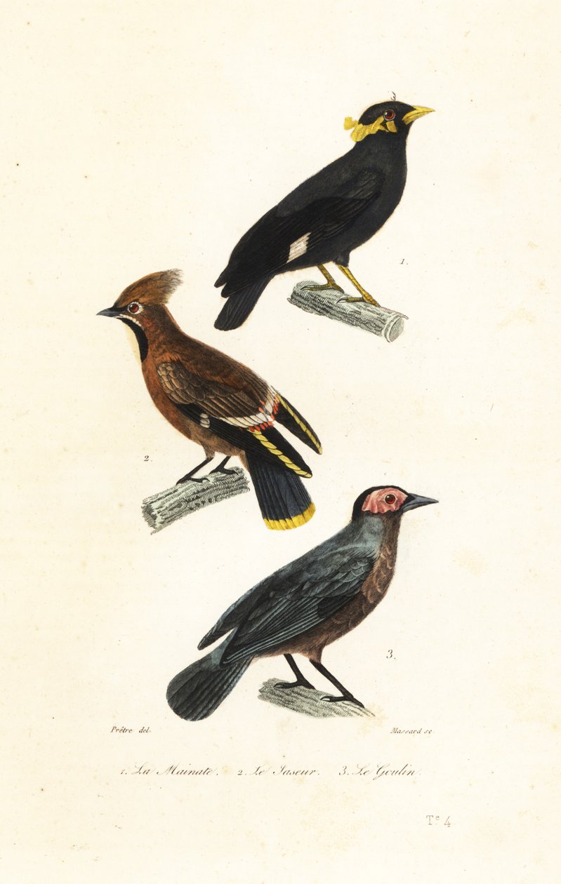 Heuvelmynah, pestvogel en coleto door Jean Gabriel (after) Pretre