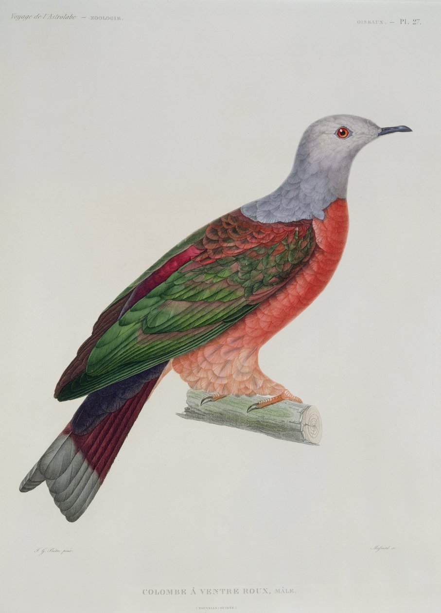 De Bloedende Hartduif, illustratie uit 