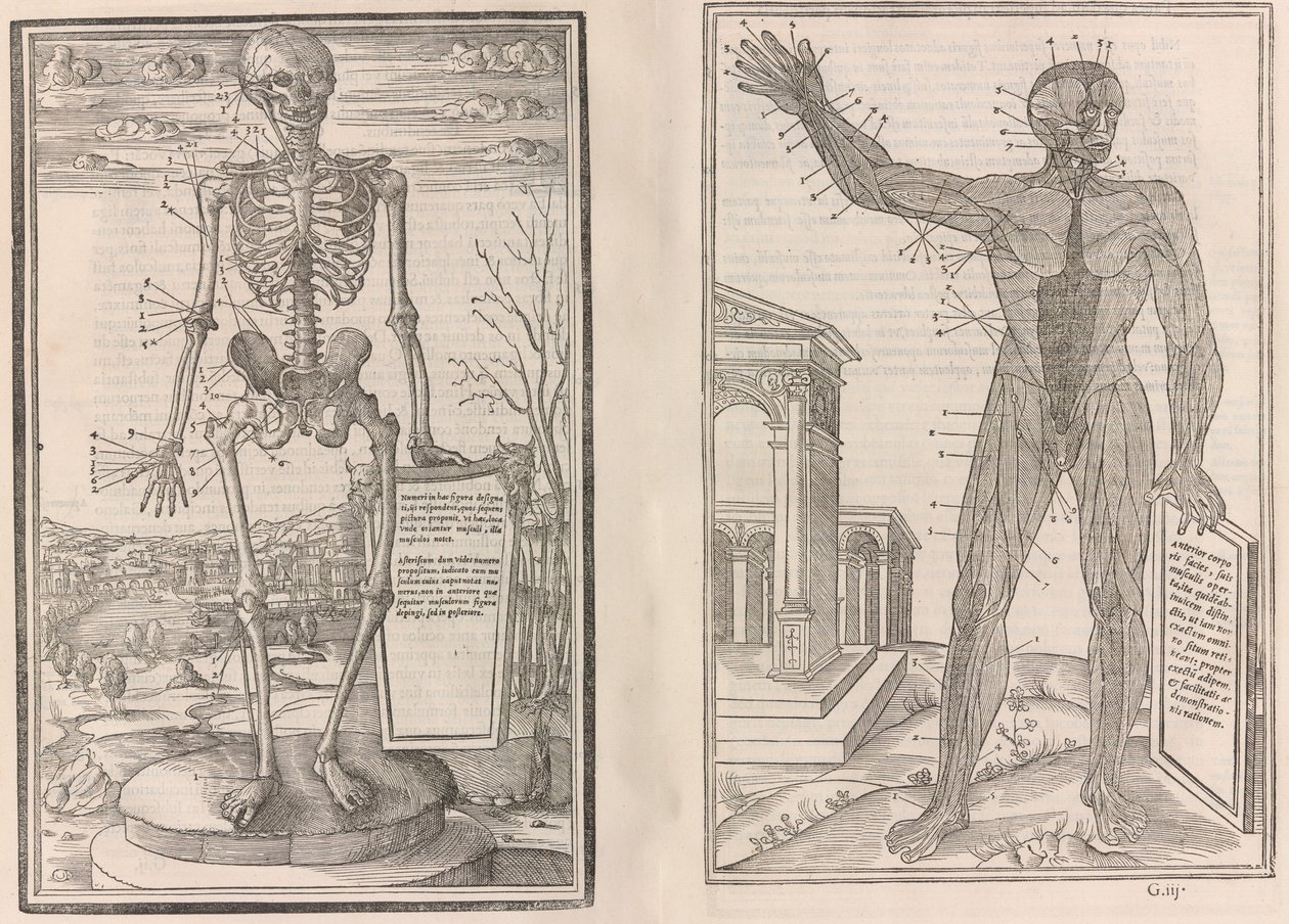 De dissectie van de delen van het menselijk lichaam, 1545 door Jean Jollat