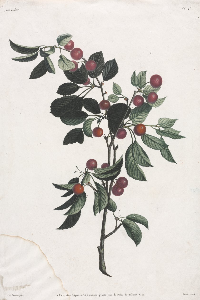 Collectie van bloemen en vruchten: Takken van vroege kersen door Jean Louis Prevost