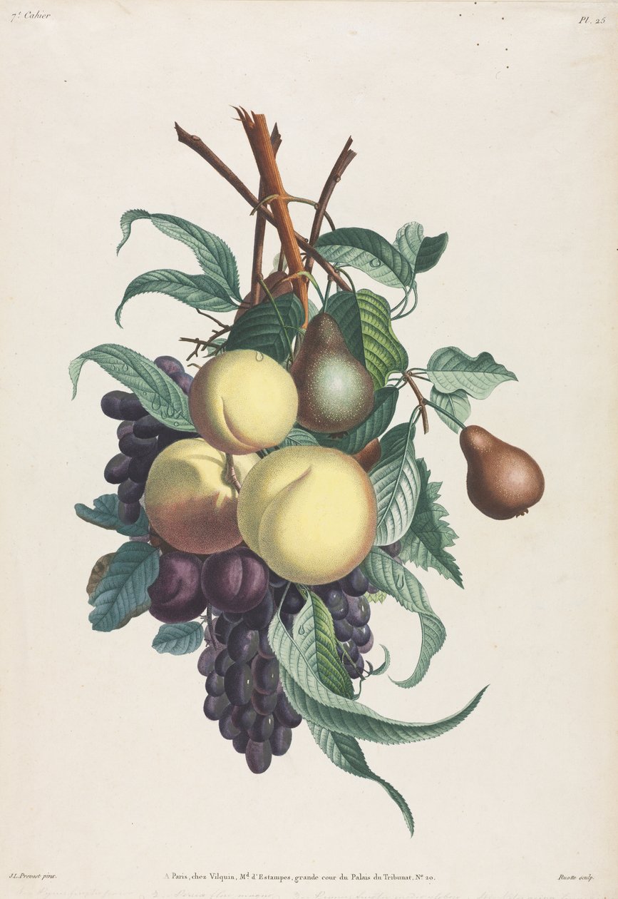 Collection des fleurs et des fruits: Takken van rousselet, perzik, pruim en druif door Jean Louis Prevost