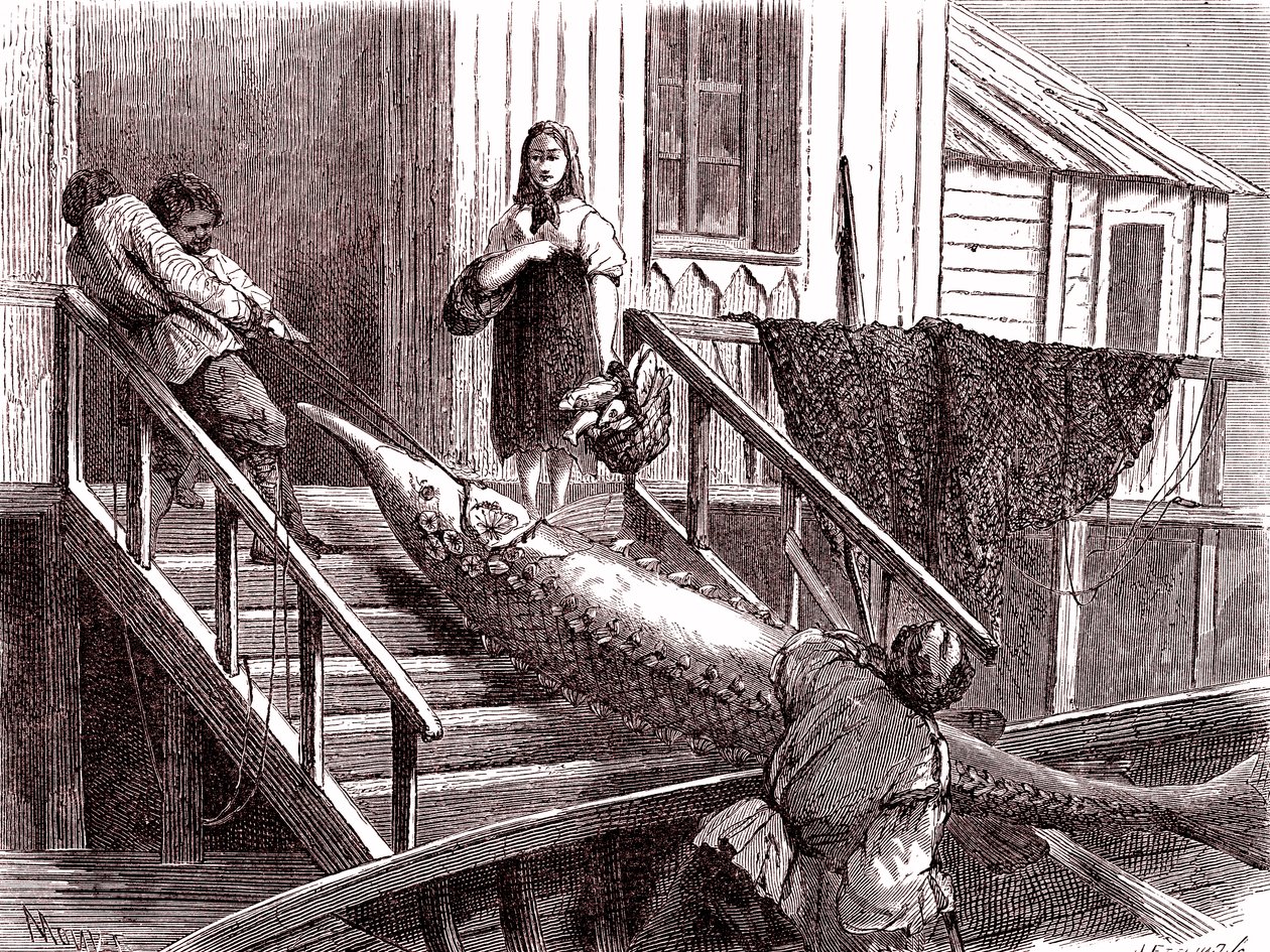 Sturgeon vissen op de Wolga rivier, Rusland. 1867 (gravure) door Jean Pierre Moynet
