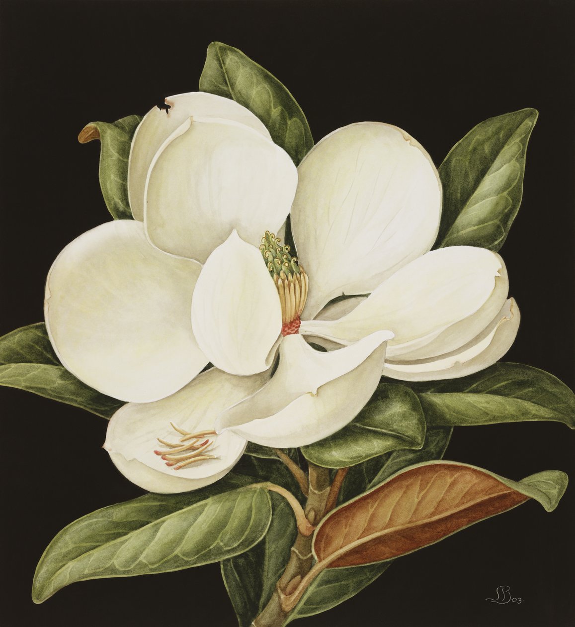Magnolia Grandiflora, 2003 door Jenny Barron