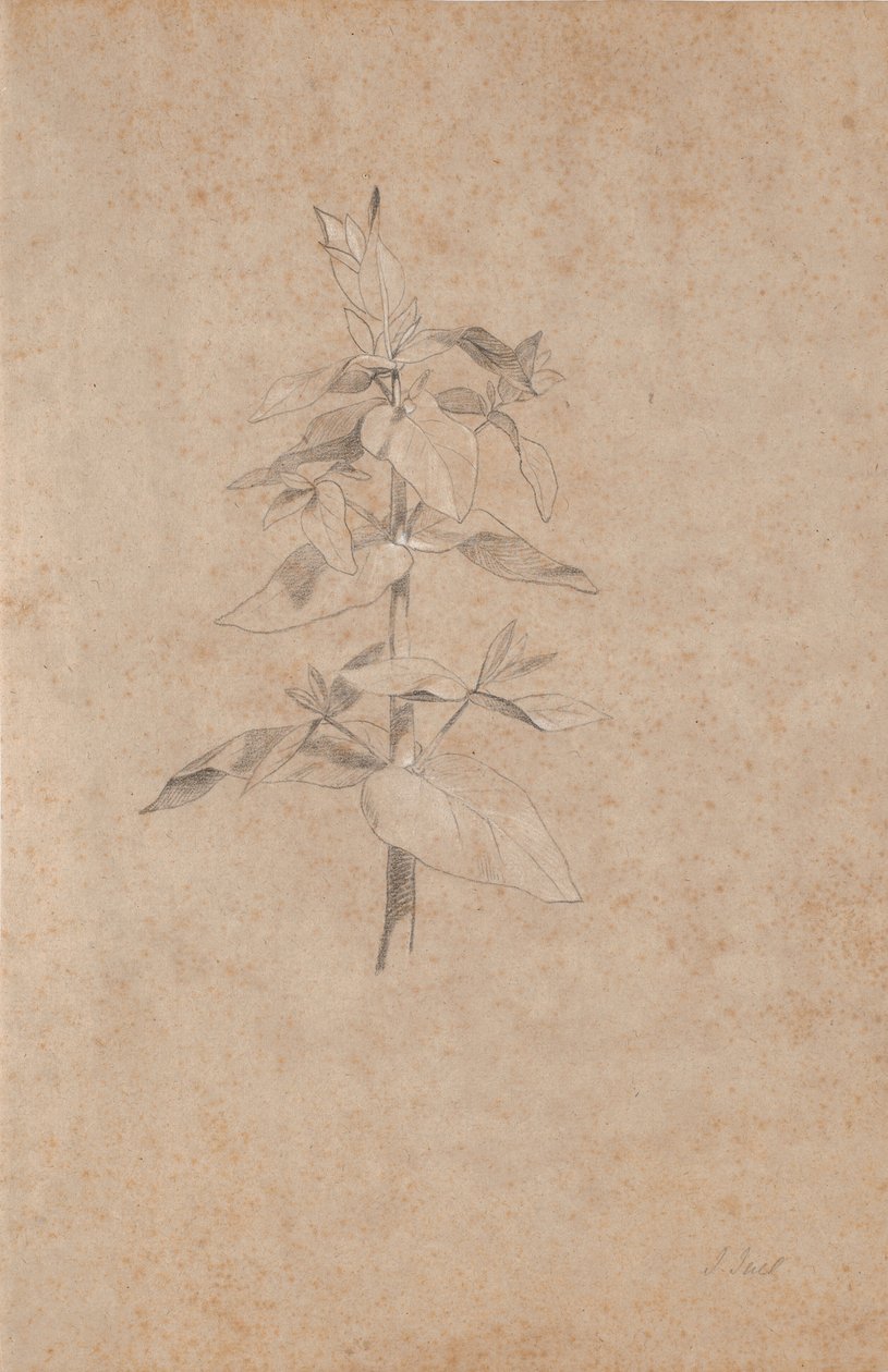 Plantstudie door Jens Juel