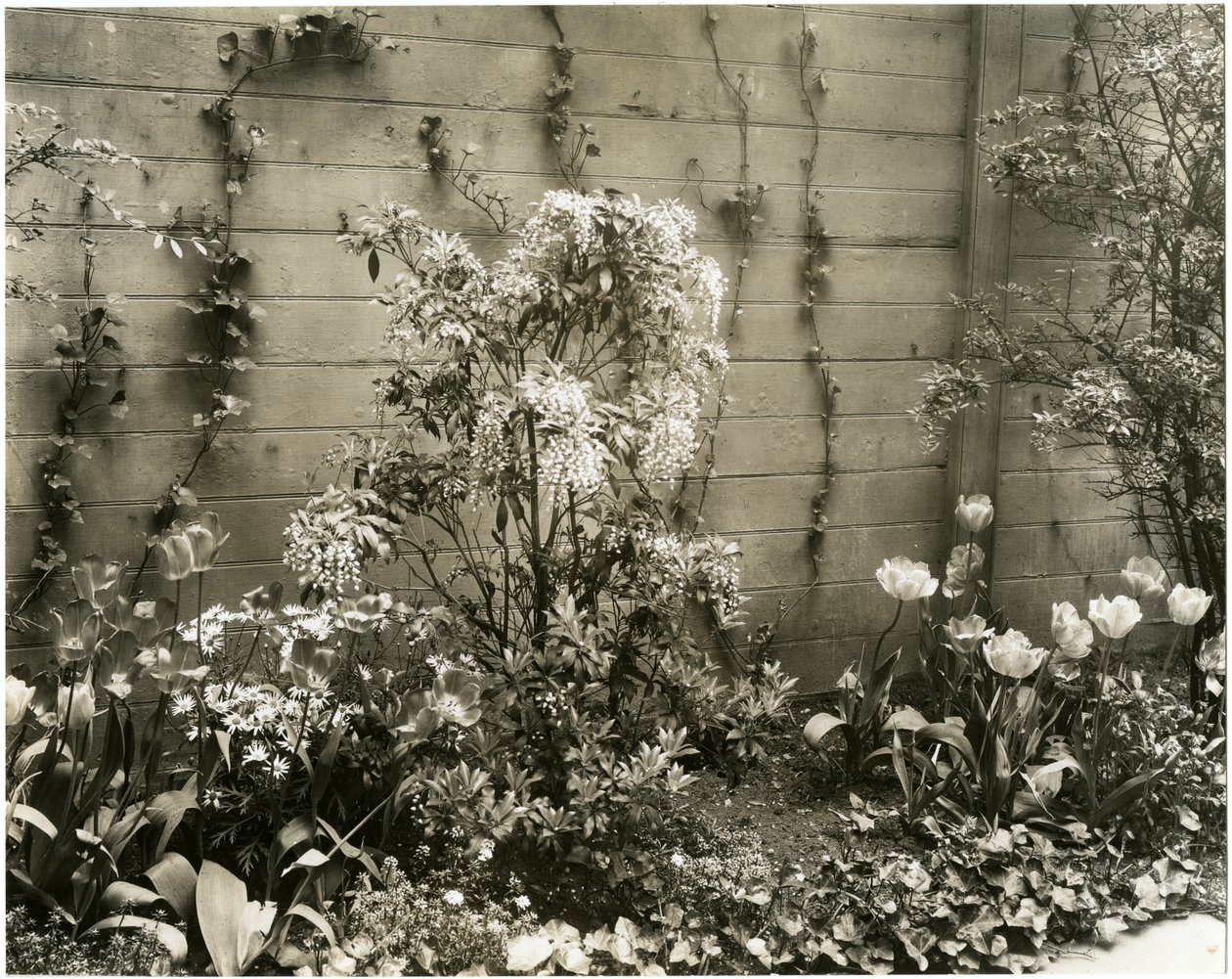 De heer en mevrouw John Morgan, 39 W 11 St, Andromeda plant, Greenwich Village, New York, VS, ca. 1939-40 door Jessie Tarbox Beals