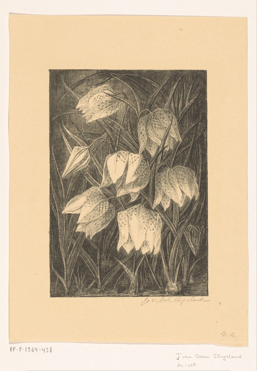 Kievitsbloemen door Jo van Oosten Slingeland (signed by artist)