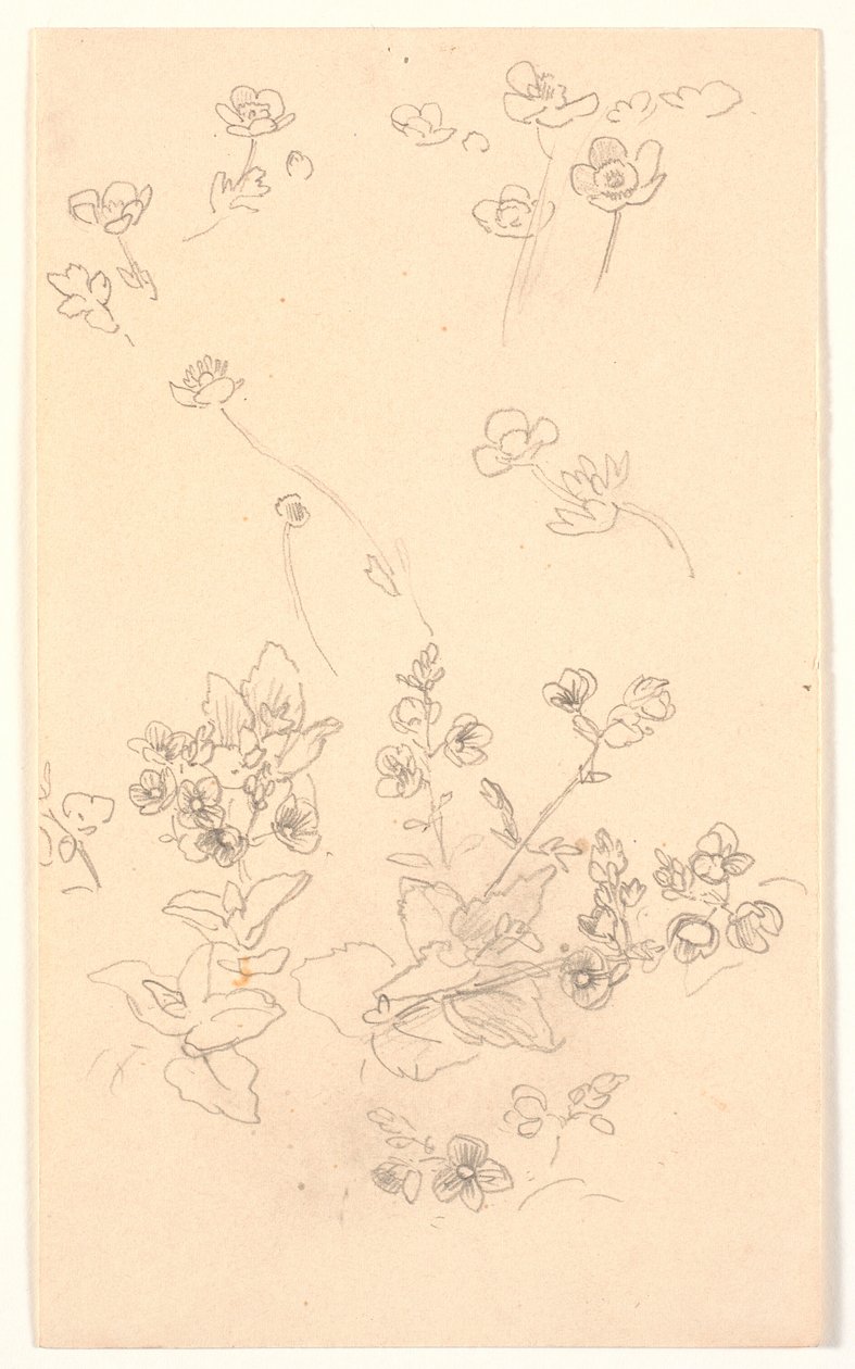Bloemenstudies door Joakim Frederik Skovgaard