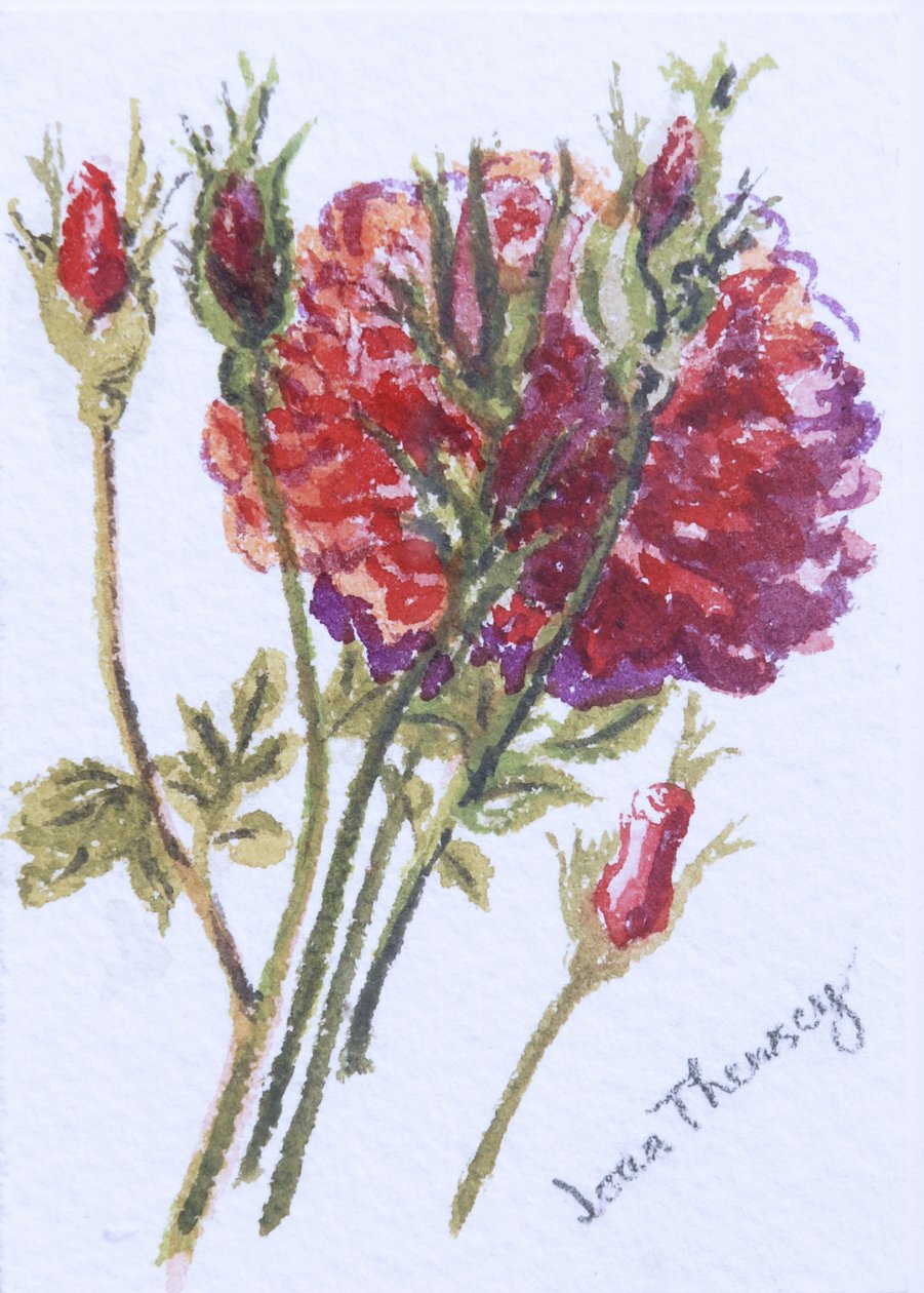 Kleine Rode Rozen, 2005 door Joan Thewsey