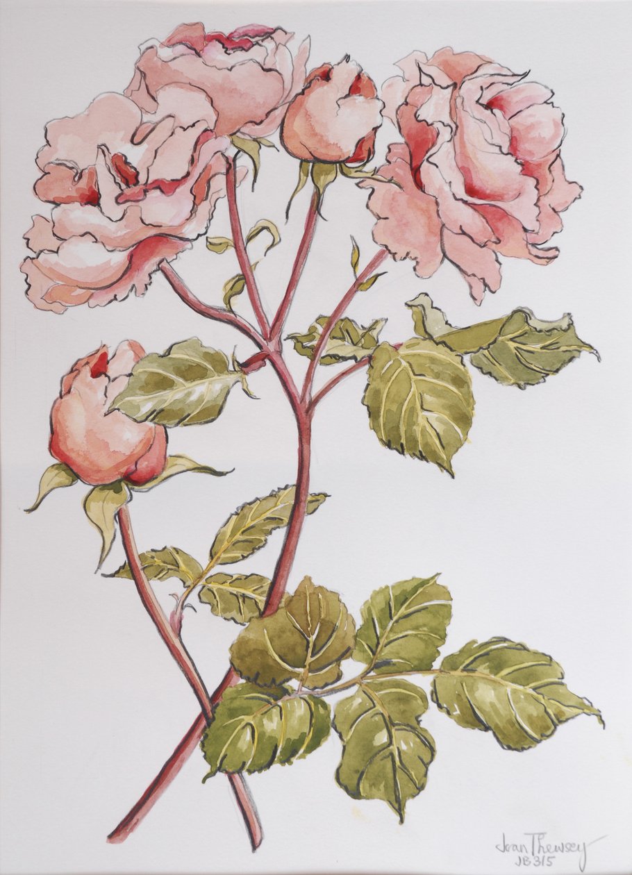 Rozen, Abraham Derby, 2012 door Joan Thewsey