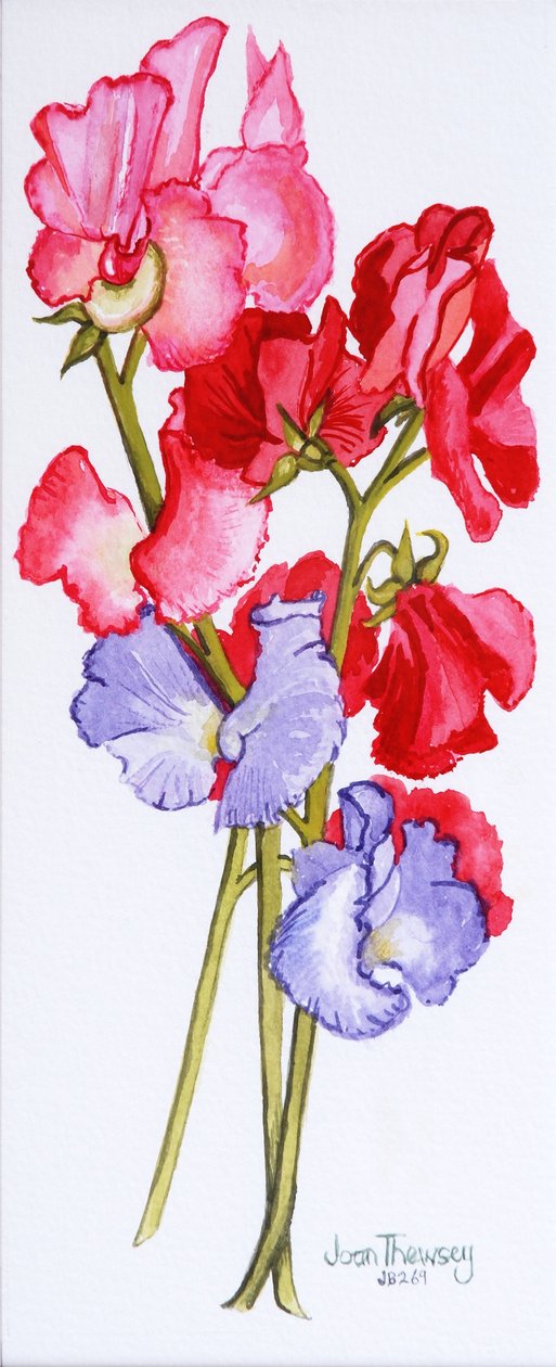 Drie Lathyrussen door Joan Thewsey