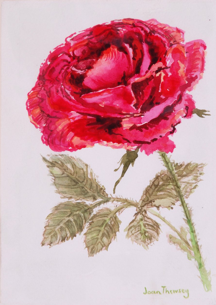 Een Rode Roos, 2000, aquarel op handgemaakt papier door Joan Thewsey