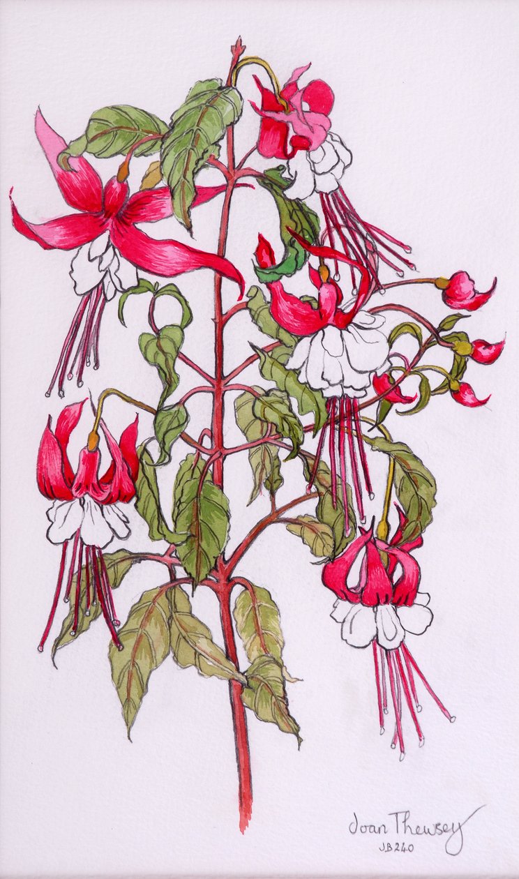 Fuchsia