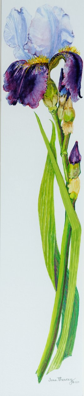 Iris met drie knoppen door Joan Thewsey