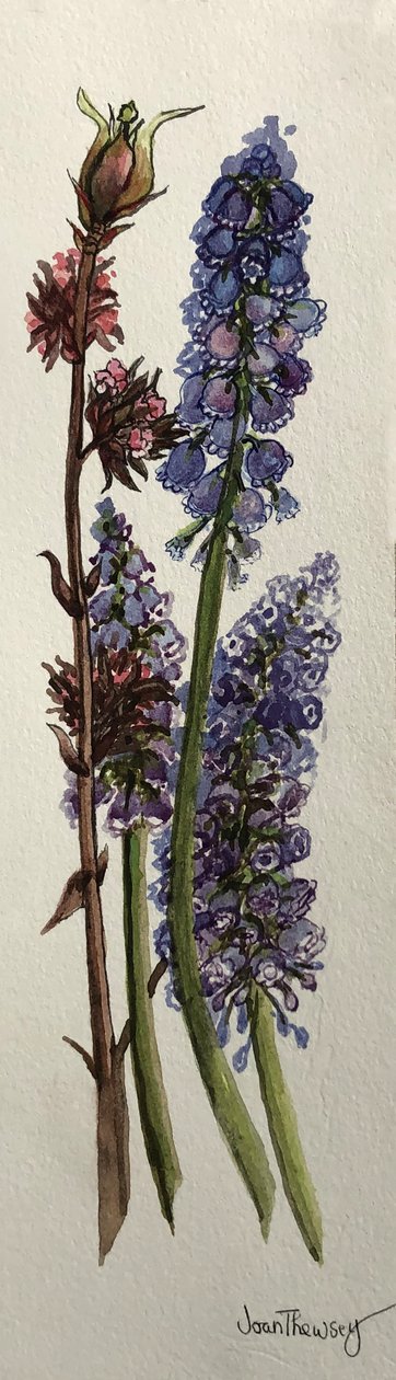 Muscari en Viburnum bodnantense door Joan Thewsey