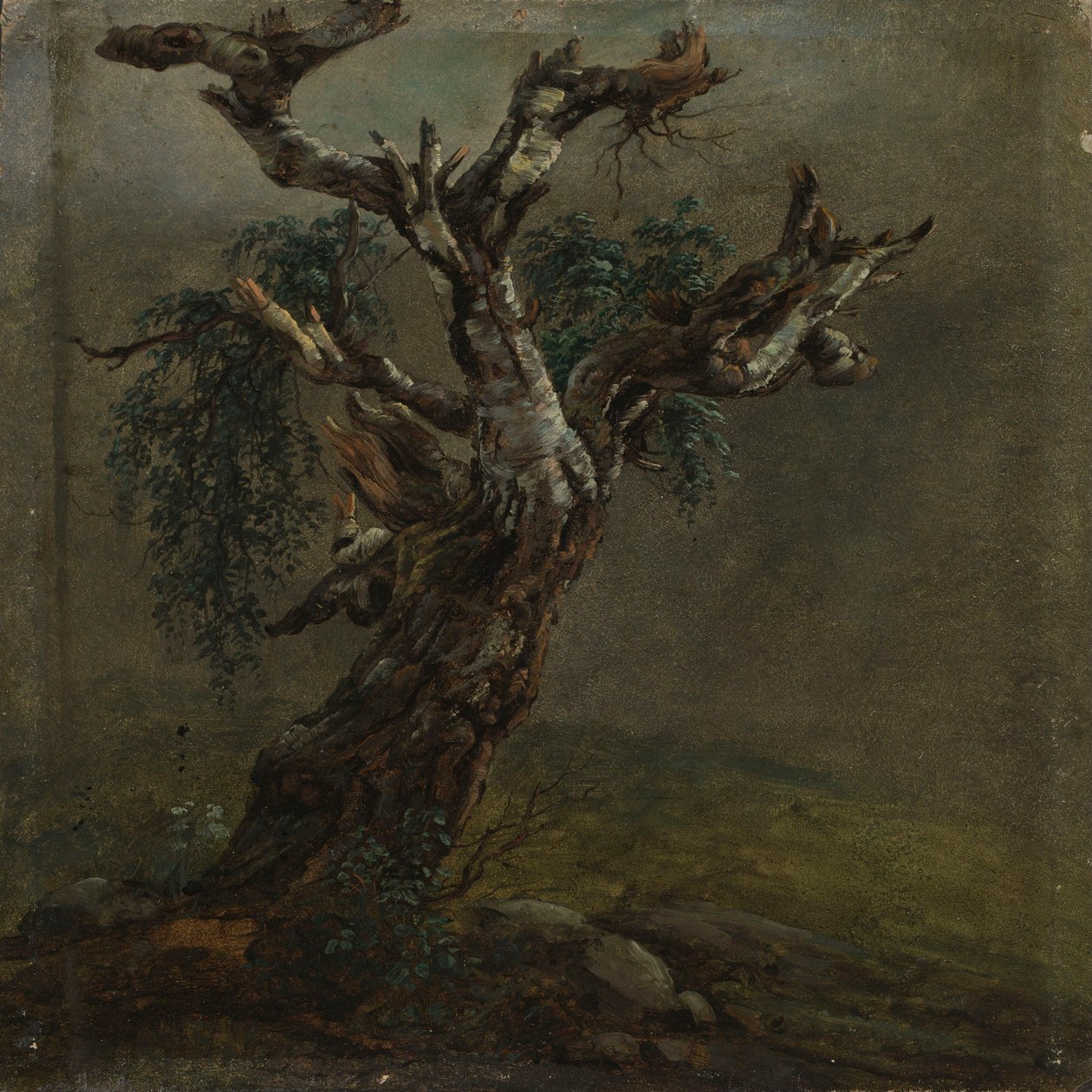 Een knoestige berkenstam. Studie door Johan Christian Dahl