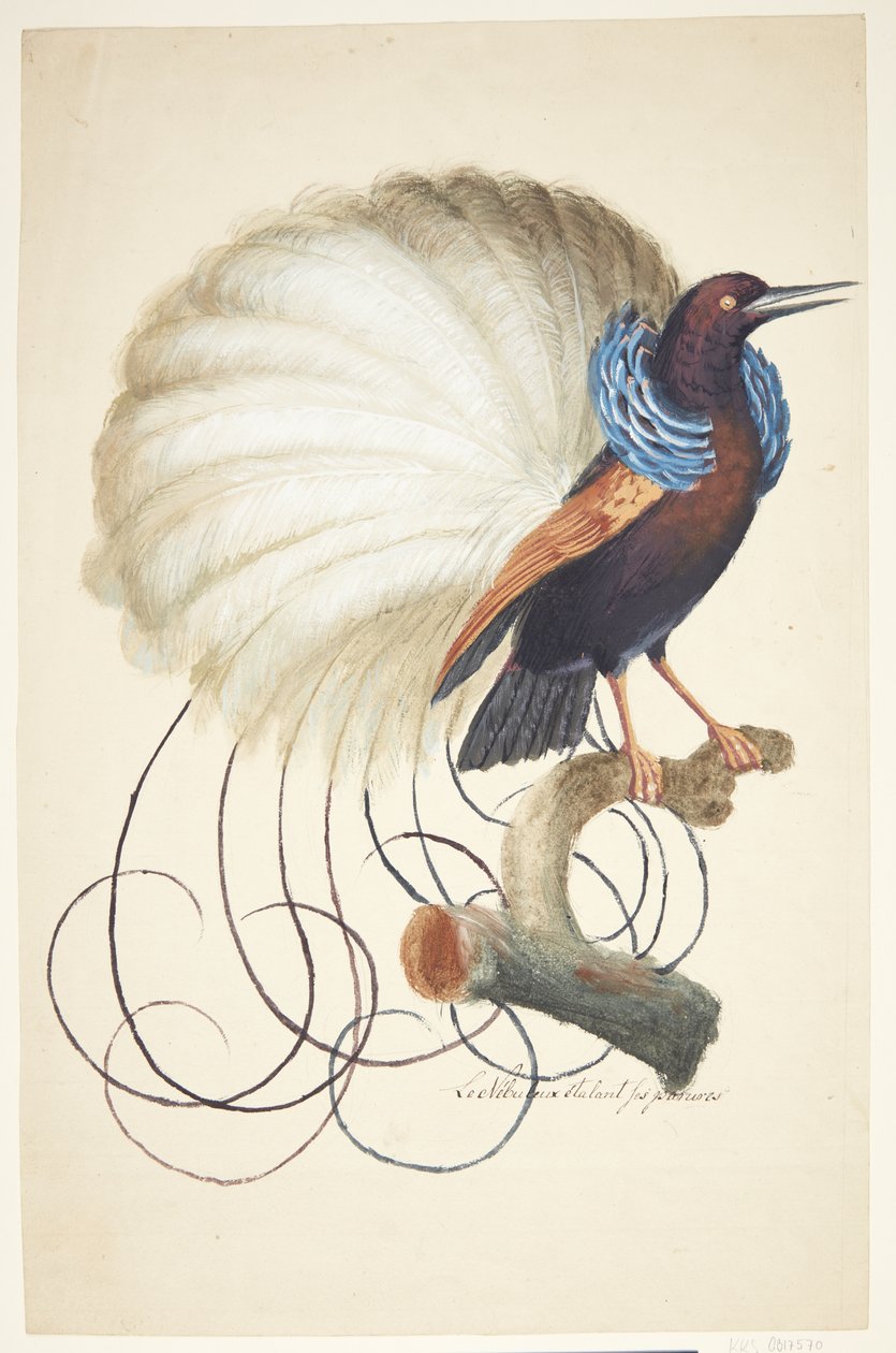 Exotische vogel door Johan Christian Ernst Walter