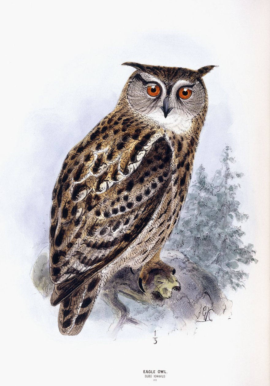 Oehoe door Johan Gerard Keulemans