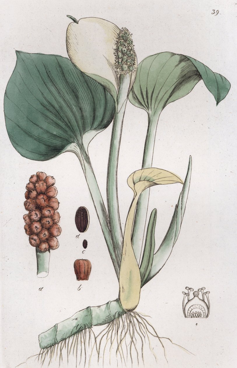 Moerasaronskelk (Calla palustris) door Johan Wilhelm Palmstruch