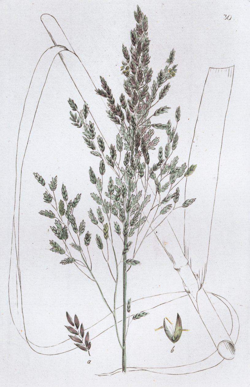 Rietzoetgras Poa aquatica, 1804-1811 door Johan Wilhelm Palmstruch
