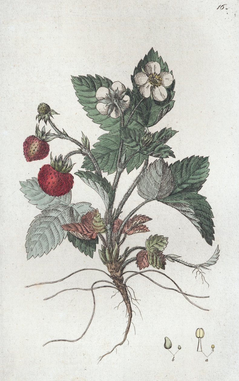 Wilde aardbei Fragaria vesca door Johan Wilhelm Palmstruch