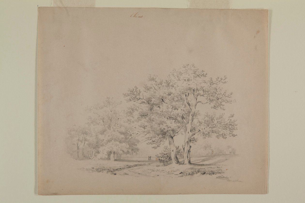 Tekening van eikenbomen door Johann Sutterlin door Johann Sutterlin