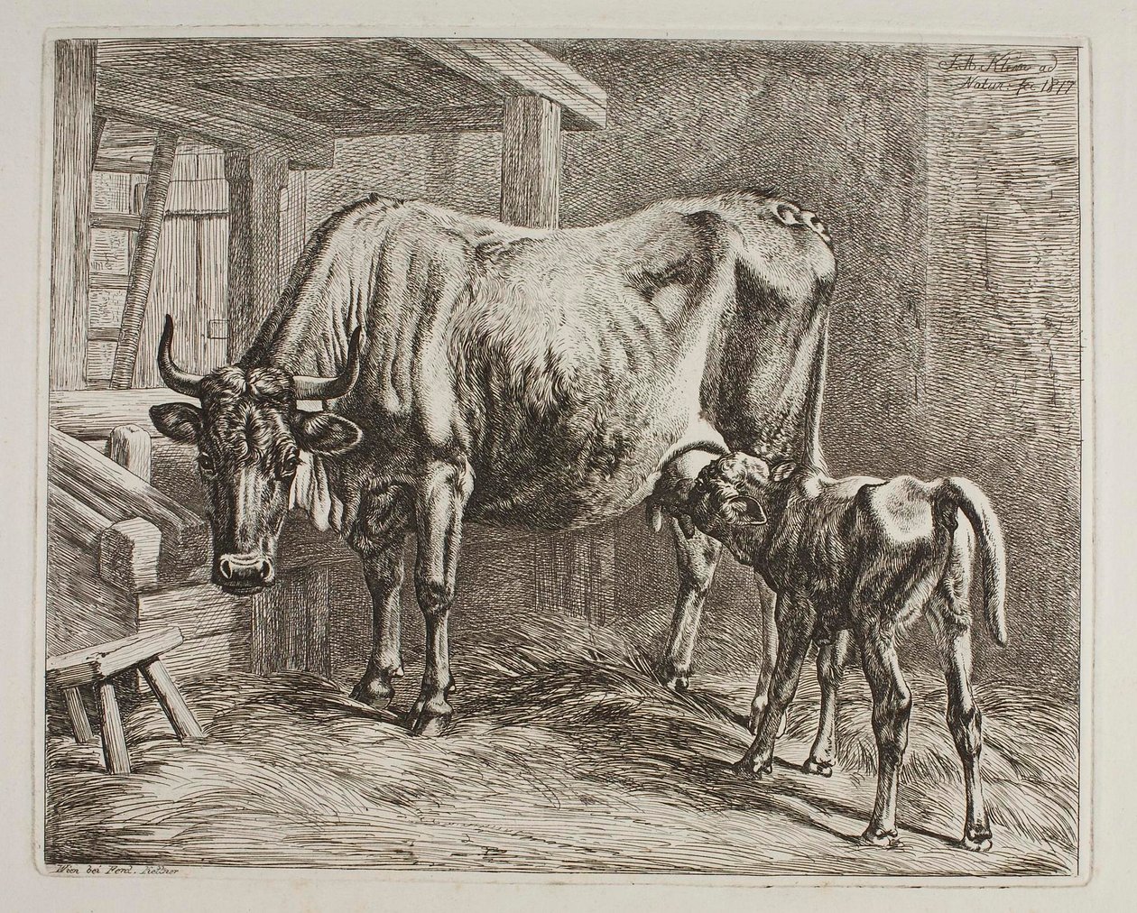 Koe met zuigend kalf door Johann Adam Klein