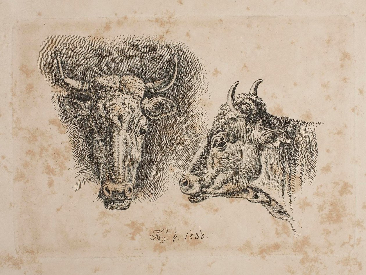 De koppen van twee koeien door Johann Adam Klein