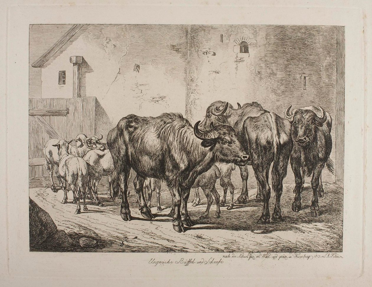 Hongaarse buffels en schapen door Johann Adam Klein
