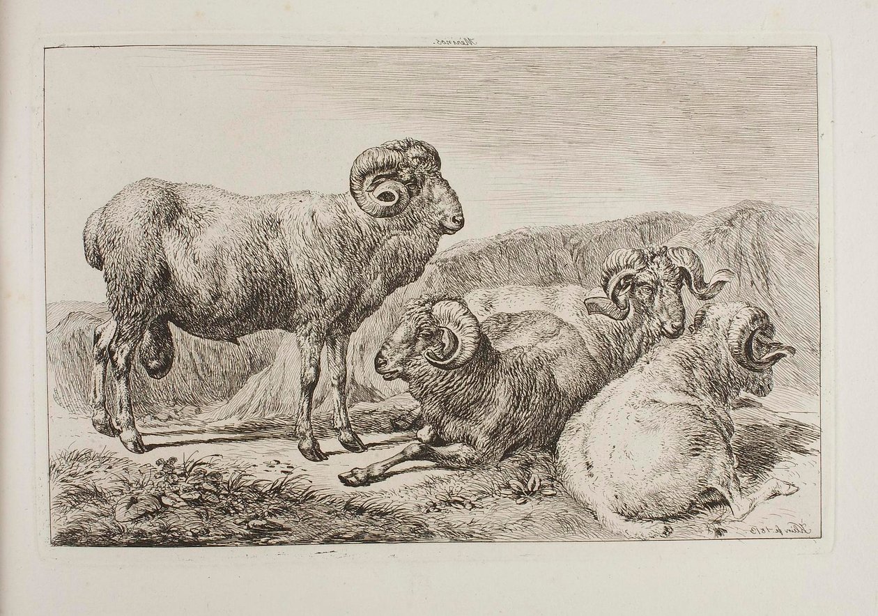 Merino-rammen door Johann Adam Klein