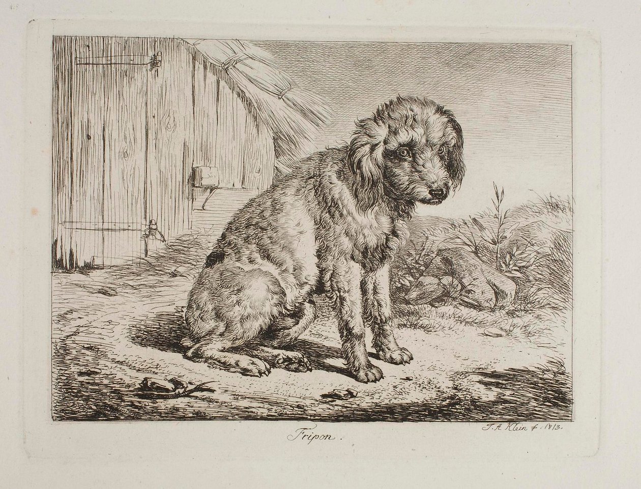 De poedel Fripon door Johann Adam Klein