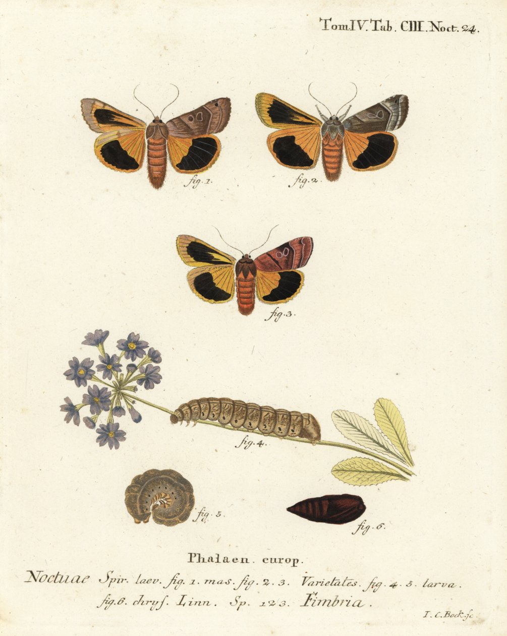 Breedgerande gele ondervleugel, Noctua fimbriata. Handgekleurde kopergravure door Johann Carl Bock naar Eugenius Johann Christoph Esper