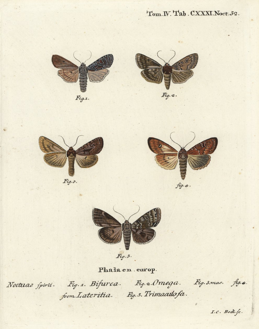 Conformist, Lithophane furcifera, dubbele pijl, Graphiphora augur, zeldzame bruin, Apamea lateritia, en zilveren bogen, Polia hepatica door Johann Carl Bock