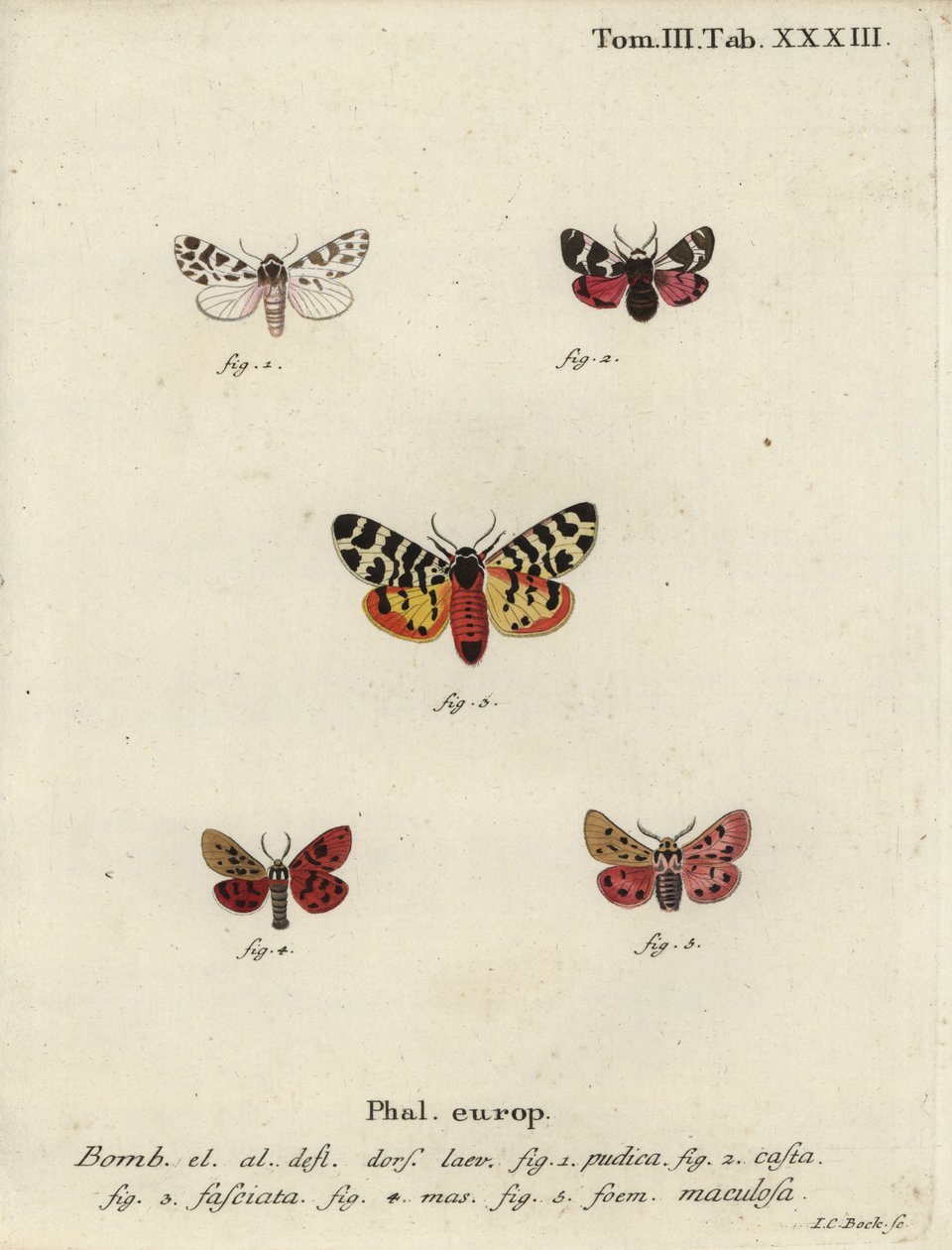 Discrete chaperon en tijgermotten door Johann Carl Bock