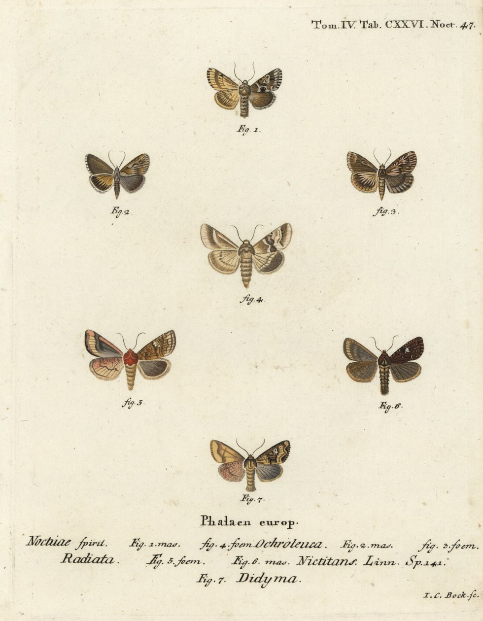 Donkere sallow, Eremobia ochroleuca 1,4, Cynaeda dentalis 2,3, oormot, Amphipoea oculea 5,6, en gewone rustieke, Mesapamea secalis 7. Handgekleurde kopergravure door Johann Carl Bock door Johann Carl Bock